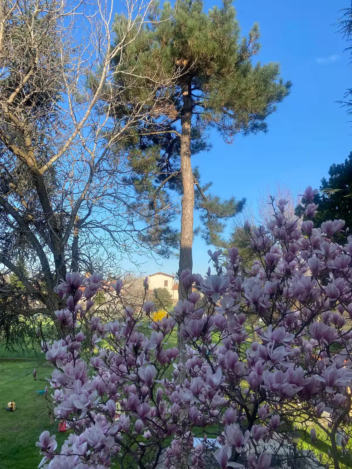 Blooming magnolia tree in the Villa Gabri garden