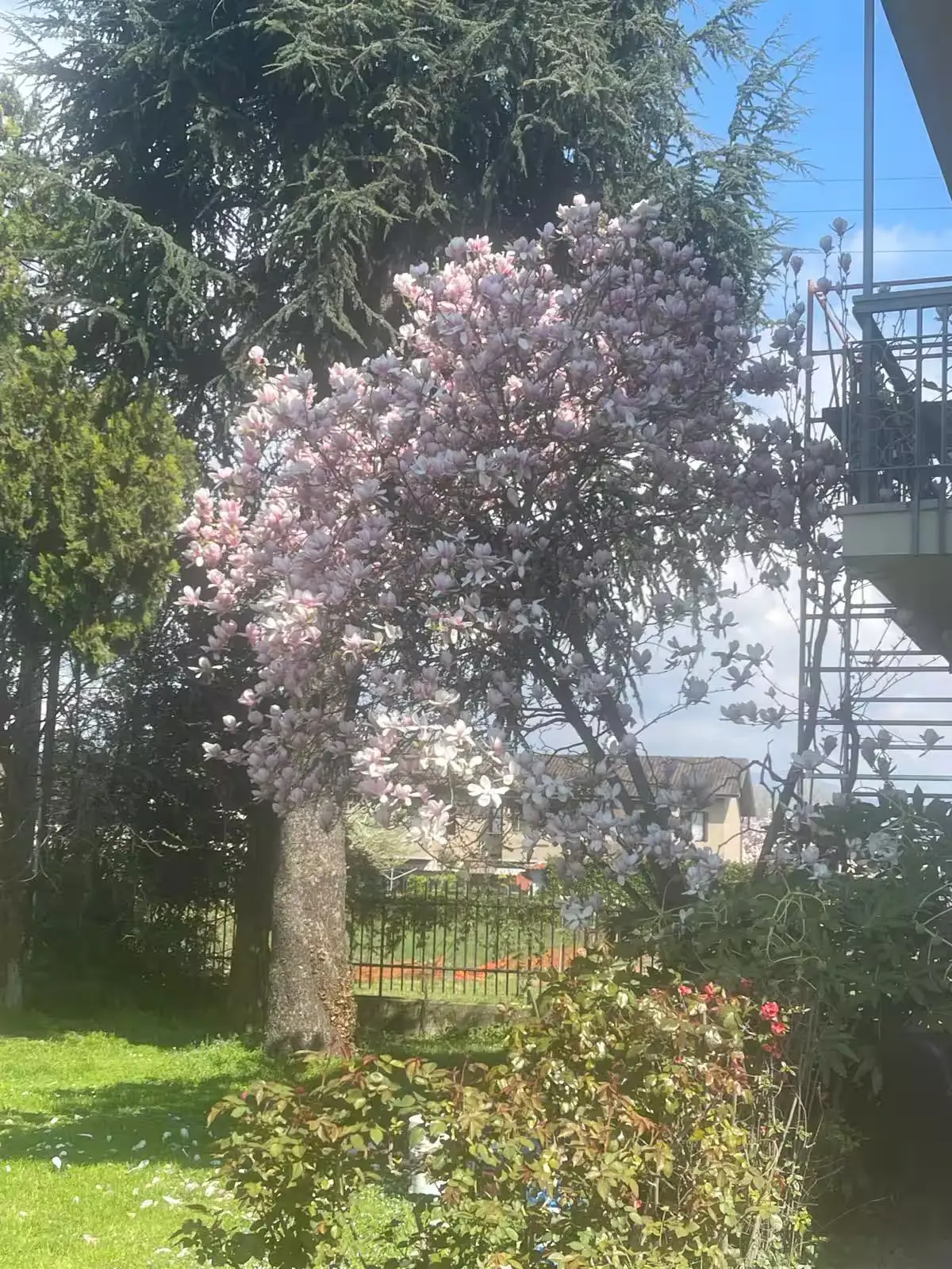 Magnolia in piena fioritura accanto alla scala della villa